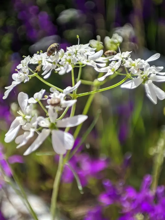 Living forms field frame